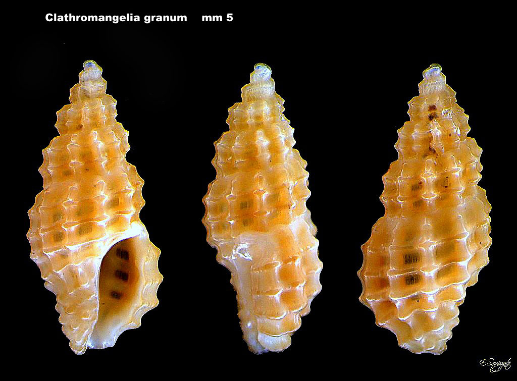 Clathromangelia granum